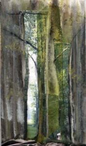 Tall Trees Have Deep Roots