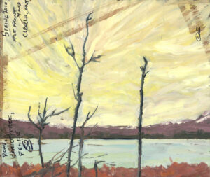 Spruce Tree Fence, Front Yard, Clear Lake