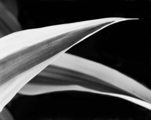 Chingaucousy Park 091